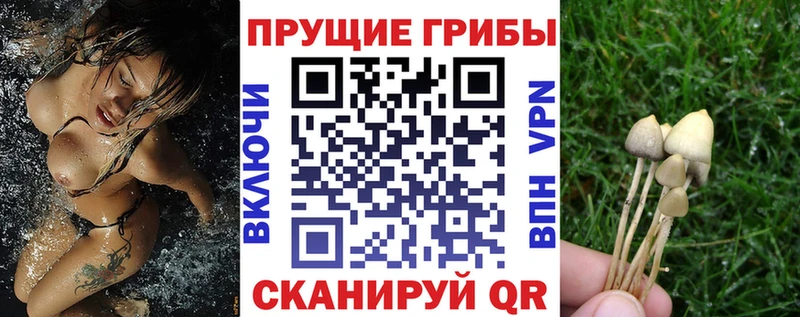Галлюциногенные грибы MAGIC MUSHROOMS  KRAKEN зеркало  Каргополь 